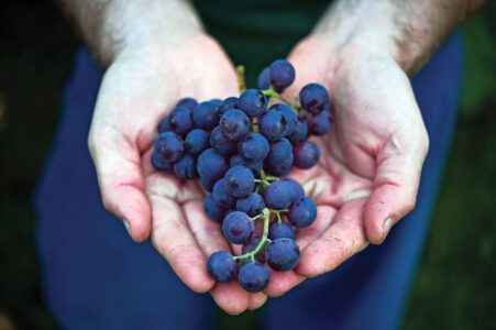 Close up of a man holding Concord grapes